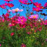 ヒメ日記 2025/10/09 05:30 投稿 田村美紀 五十路マダム 岐阜店