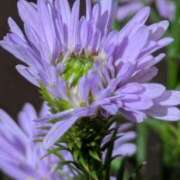 ヒメ日記 2025/10/10 05:30 投稿 田村美紀 五十路マダム 岐阜店