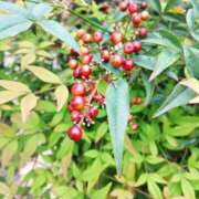 ヒメ日記 2025/10/10 19:32 投稿 田村美紀 五十路マダム 岐阜店