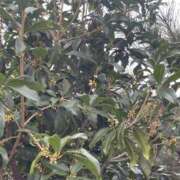 ヒメ日記 2025/10/11 18:18 投稿 田村美紀 五十路マダム 岐阜店