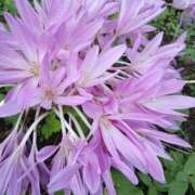 ヒメ日記 2025/10/15 05:30 投稿 田村美紀 五十路マダム 岐阜店