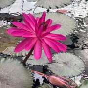 ヒメ日記 2025/10/15 19:46 投稿 田村美紀 五十路マダム 岐阜店