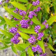 ヒメ日記 2025/10/16 05:30 投稿 田村美紀 五十路マダム 岐阜店