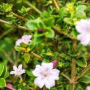 ヒメ日記 2025/10/16 19:02 投稿 田村美紀 五十路マダム 岐阜店