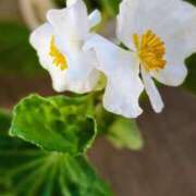 ヒメ日記 2025/10/17 19:02 投稿 田村美紀 五十路マダム 岐阜店