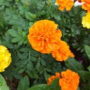 ヒメ日記 2025/10/18 12:44 投稿 田村美紀 五十路マダム 岐阜店