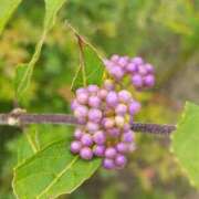 ヒメ日記 2025/10/19 07:32 投稿 田村美紀 五十路マダム 岐阜店