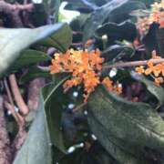 ヒメ日記 2025/10/20 19:32 投稿 田村美紀 五十路マダム 岐阜店