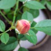 ヒメ日記 2025/10/21 19:32 投稿 田村美紀 五十路マダム 岐阜店