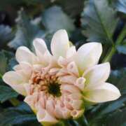 ヒメ日記 2025/10/22 05:30 投稿 田村美紀 五十路マダム 岐阜店