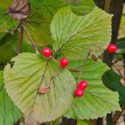 ヒメ日記 2025/10/22 19:02 投稿 田村美紀 五十路マダム 岐阜店