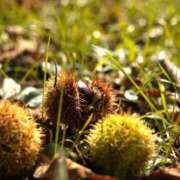 ヒメ日記 2025/10/23 05:30 投稿 田村美紀 五十路マダム 岐阜店