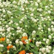 ヒメ日記 2025/10/24 19:16 投稿 田村美紀 五十路マダム 岐阜店