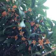 ヒメ日記 2025/10/25 05:30 投稿 田村美紀 五十路マダム 岐阜店