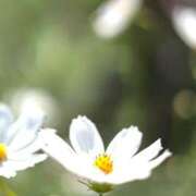 ヒメ日記 2025/10/25 11:46 投稿 田村美紀 五十路マダム 岐阜店