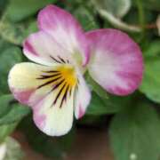 ヒメ日記 2025/10/26 21:16 投稿 田村美紀 五十路マダム 岐阜店