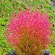 ヒメ日記 2025/10/27 19:02 投稿 田村美紀 五十路マダム 岐阜店