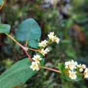 ヒメ日記 2025/10/28 19:32 投稿 田村美紀 五十路マダム 岐阜店