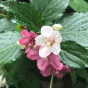 ヒメ日記 2025/10/29 19:46 投稿 田村美紀 五十路マダム 岐阜店