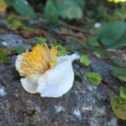 ヒメ日記 2025/10/30 16:14 投稿 田村美紀 五十路マダム 岐阜店