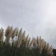 ヒメ日記 2025/10/31 19:46 投稿 田村美紀 五十路マダム 岐阜店