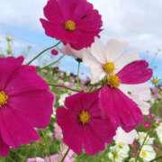 ヒメ日記 2025/11/01 05:30 投稿 田村美紀 五十路マダム 岐阜店