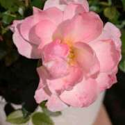 ヒメ日記 2025/11/01 12:50 投稿 田村美紀 五十路マダム 岐阜店