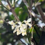 ヒメ日記 2025/11/01 17:42 投稿 田村美紀 五十路マダム 岐阜店