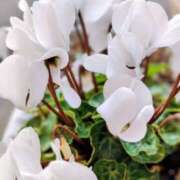 ヒメ日記 2025/11/02 07:30 投稿 田村美紀 五十路マダム 岐阜店