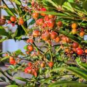 ヒメ日記 2025/11/02 19:32 投稿 田村美紀 五十路マダム 岐阜店