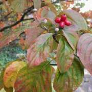 ヒメ日記 2025/11/03 12:30 投稿 田村美紀 五十路マダム 岐阜店