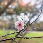 ヒメ日記 2025/11/03 18:04 投稿 田村美紀 五十路マダム 岐阜店