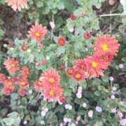 ヒメ日記 2025/11/04 05:30 投稿 田村美紀 五十路マダム 岐阜店