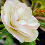 ヒメ日記 2025/11/04 19:06 投稿 田村美紀 五十路マダム 岐阜店