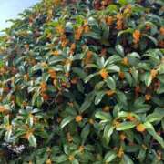 ヒメ日記 2025/11/05 05:30 投稿 田村美紀 五十路マダム 岐阜店