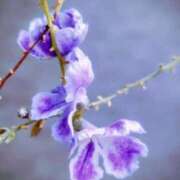 ヒメ日記 2025/11/07 05:30 投稿 田村美紀 五十路マダム 岐阜店