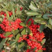 ヒメ日記 2025/11/08 05:32 投稿 田村美紀 五十路マダム 岐阜店