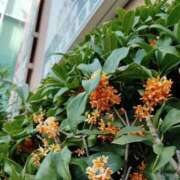 ヒメ日記 2025/11/08 12:56 投稿 田村美紀 五十路マダム 岐阜店