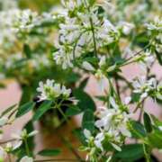 ヒメ日記 2025/11/10 19:32 投稿 田村美紀 五十路マダム 岐阜店