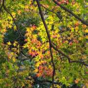 ヒメ日記 2025/11/11 05:30 投稿 田村美紀 五十路マダム 岐阜店