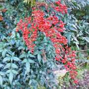 ヒメ日記 2025/11/12 05:30 投稿 田村美紀 五十路マダム 岐阜店