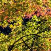 ヒメ日記 2025/11/13 05:30 投稿 田村美紀 五十路マダム 岐阜店