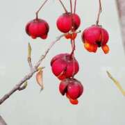 ヒメ日記 2025/11/13 17:36 投稿 田村美紀 五十路マダム 岐阜店