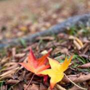 ヒメ日記 2025/11/13 20:02 投稿 田村美紀 五十路マダム 岐阜店