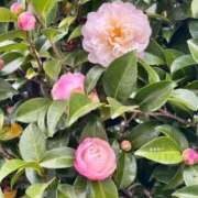 ヒメ日記 2025/11/14 06:20 投稿 田村美紀 五十路マダム 岐阜店