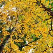 ヒメ日記 2025/11/15 05:30 投稿 田村美紀 五十路マダム 岐阜店