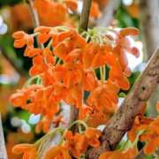 ヒメ日記 2025/11/16 06:36 投稿 田村美紀 五十路マダム 岐阜店