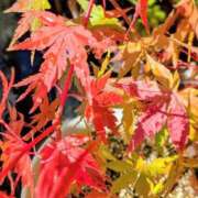 ヒメ日記 2025/11/16 19:02 投稿 田村美紀 五十路マダム 岐阜店