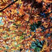 ヒメ日記 2025/11/17 13:20 投稿 田村美紀 五十路マダム 岐阜店