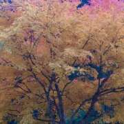 ヒメ日記 2025/11/17 19:32 投稿 田村美紀 五十路マダム 岐阜店